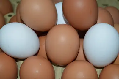 ДЖЕНИ ОВО ЕООД