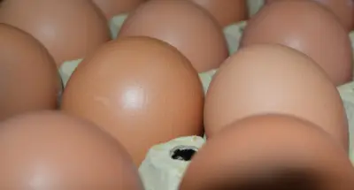 ДЖЕНИ ОВО ЕООД