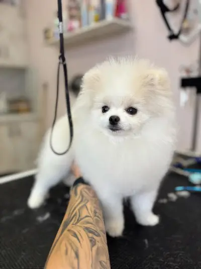 Студио за груминг Sia Groom