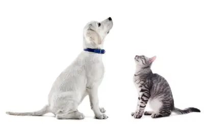 HomeVet