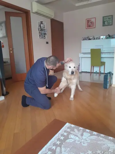 HomeVet