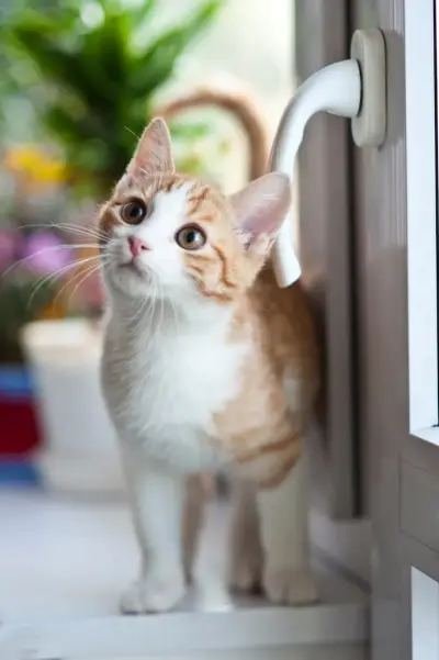 HomeVet
