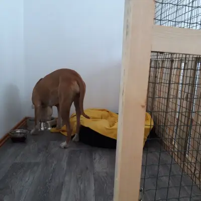 Pet Residence