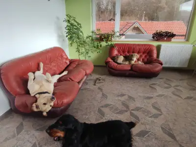 Pet Residence