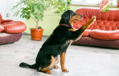 Pet Residence