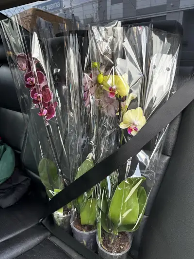 Център за Цветя Fiori