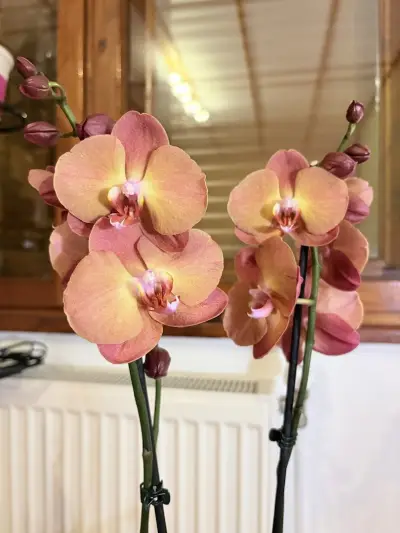 Център за Цветя Fiori