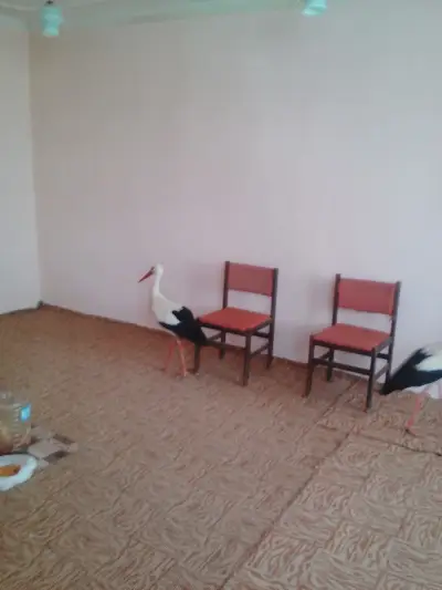 КМЕТСТВО ОРЕШЕНЕ