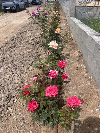 Къща за гости Елена село Палици