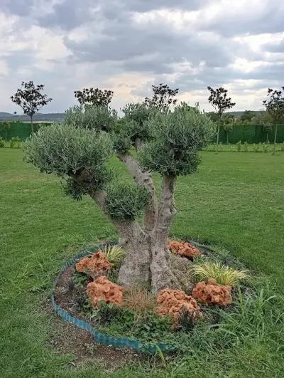 Комплекс Бухалъ Басейн