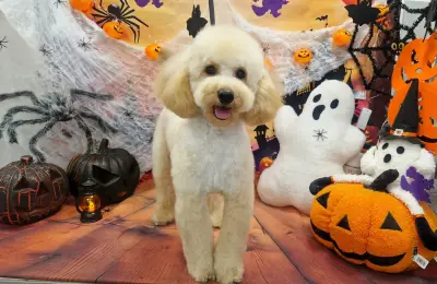 Груминг салон-Pet Stop Beauty-Grooming & SPA Salon