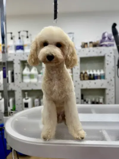 Груминг салон-Pet Stop Beauty-Grooming & SPA Salon