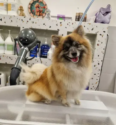 Груминг салон-Pet Stop Beauty-Grooming & SPA Salon