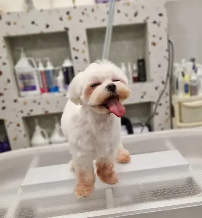 Груминг салон-Pet Stop Beauty-Grooming & SPA Salon