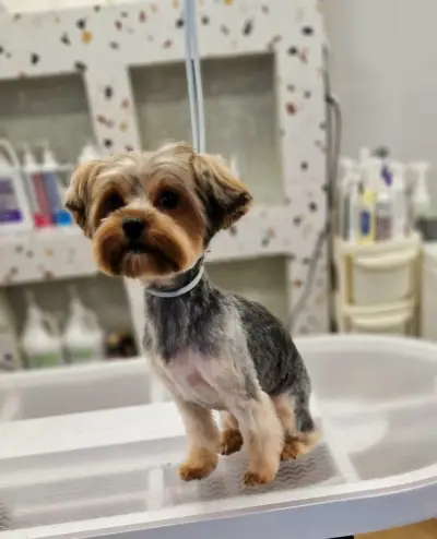 Груминг салон-Pet Stop Beauty-Grooming & SPA Salon