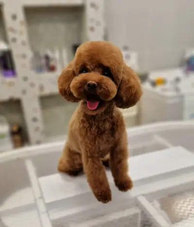 Груминг салон-Pet Stop Beauty-Grooming & SPA Salon