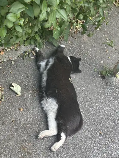 Котаракът Тинто