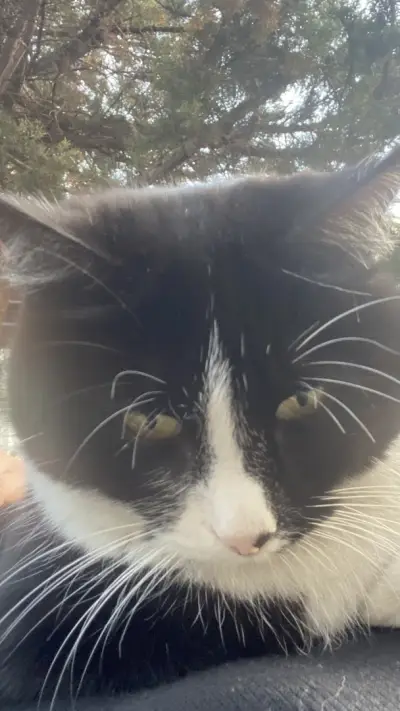 Котаракът Тинто