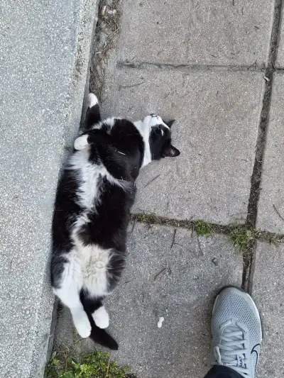 Котаракът Тинто