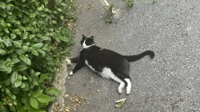 Котаракът Тинто