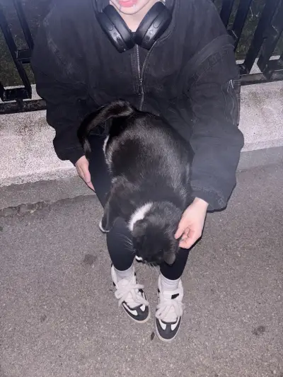 Котаракът Тинто