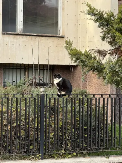 Котаракът Тинто