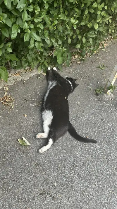 Котаракът Тинто