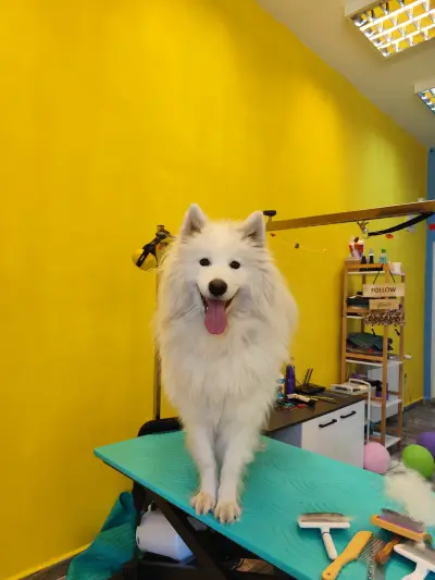 Пух и Прах Grooming salon