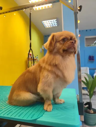 Пух и Прах Grooming salon