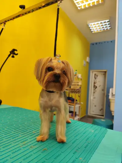 Пух и Прах Grooming salon
