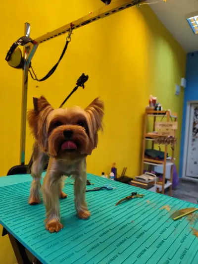 Пух и Прах Grooming salon