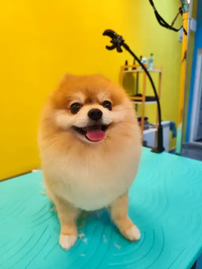 Пух и Прах Grooming salon