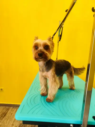 Пух и Прах Grooming salon