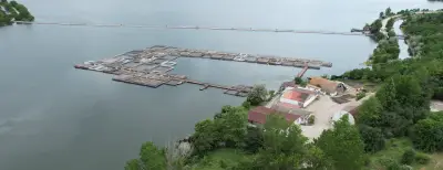 Fish Farm ELAZ - Продажба на Риба на едро