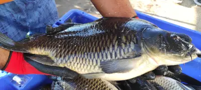 Fish Farm ELAZ - Продажба на Риба на едро