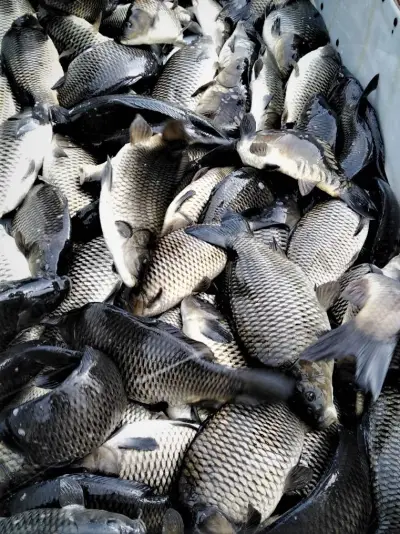 Fish Farm ELAZ - Продажба на Риба на едро