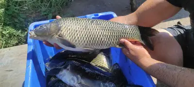 Fish Farm ELAZ - Продажба на Риба на едро