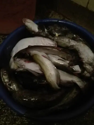 Fish Farm ELAZ - Продажба на Риба на едро