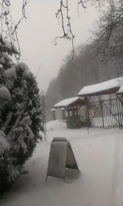 Алба Спед