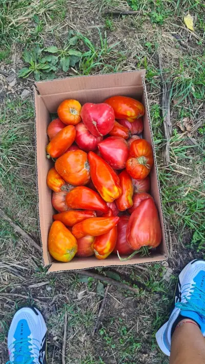Пишмански зеленчуци