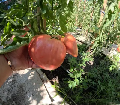 Пишмански зеленчуци