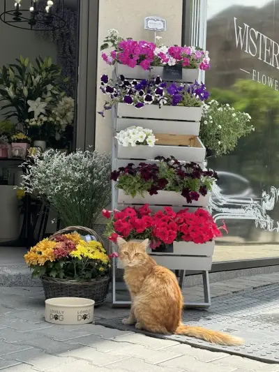 Wisteria Lane Flower Shop