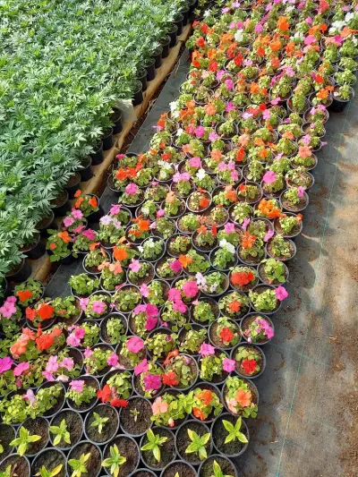 Цветарница Панкови - цветя - flowers - flori -цветы