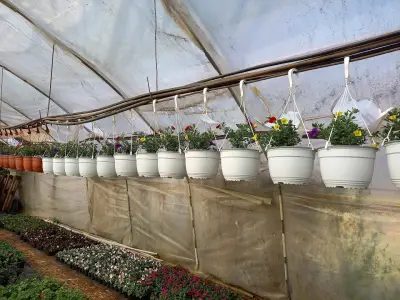 Цветарница Панкови - цветя - flowers - flori -цветы