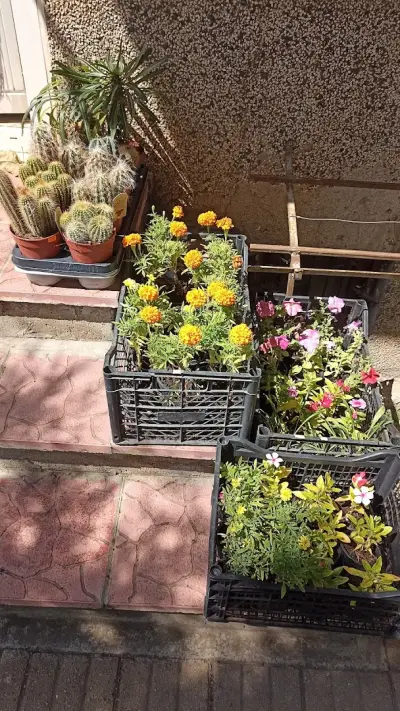 Цветарница Панкови - цветя - flowers - flori -цветы