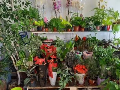 Цветарница Панкови - цветя - flowers - flori -цветы