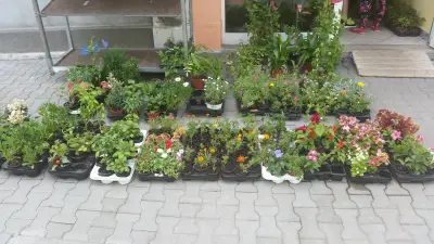 Магазин Флора