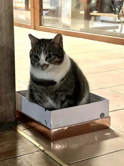 Friendly Chonk