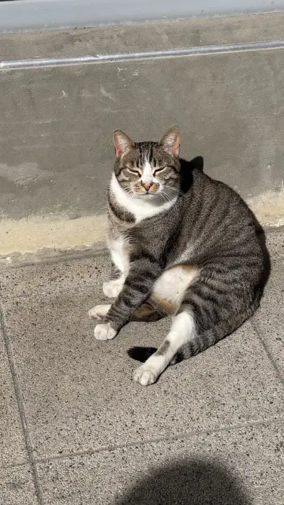 Friendly Chonk