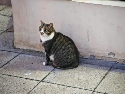 Friendly Chonk
